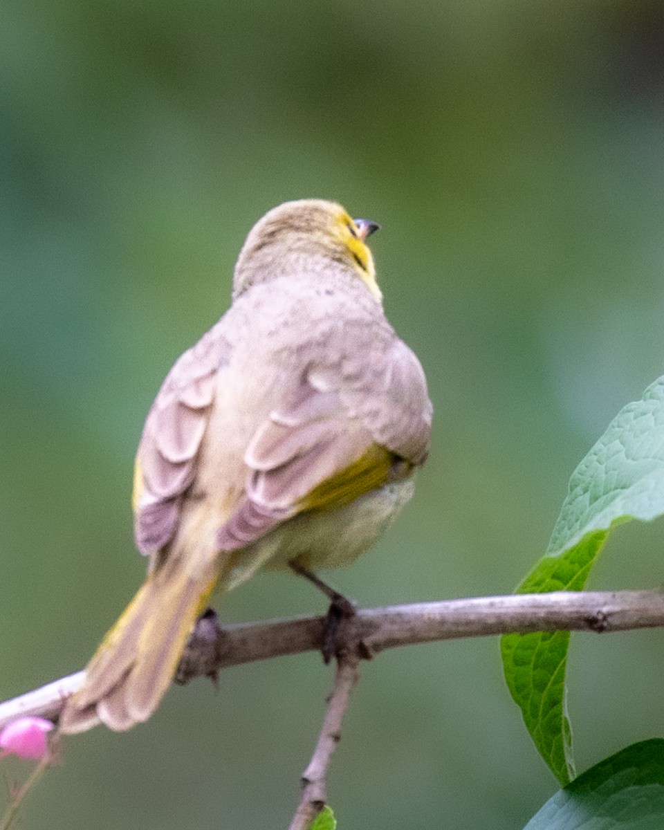 gulstenkhonningeter - ML644511135