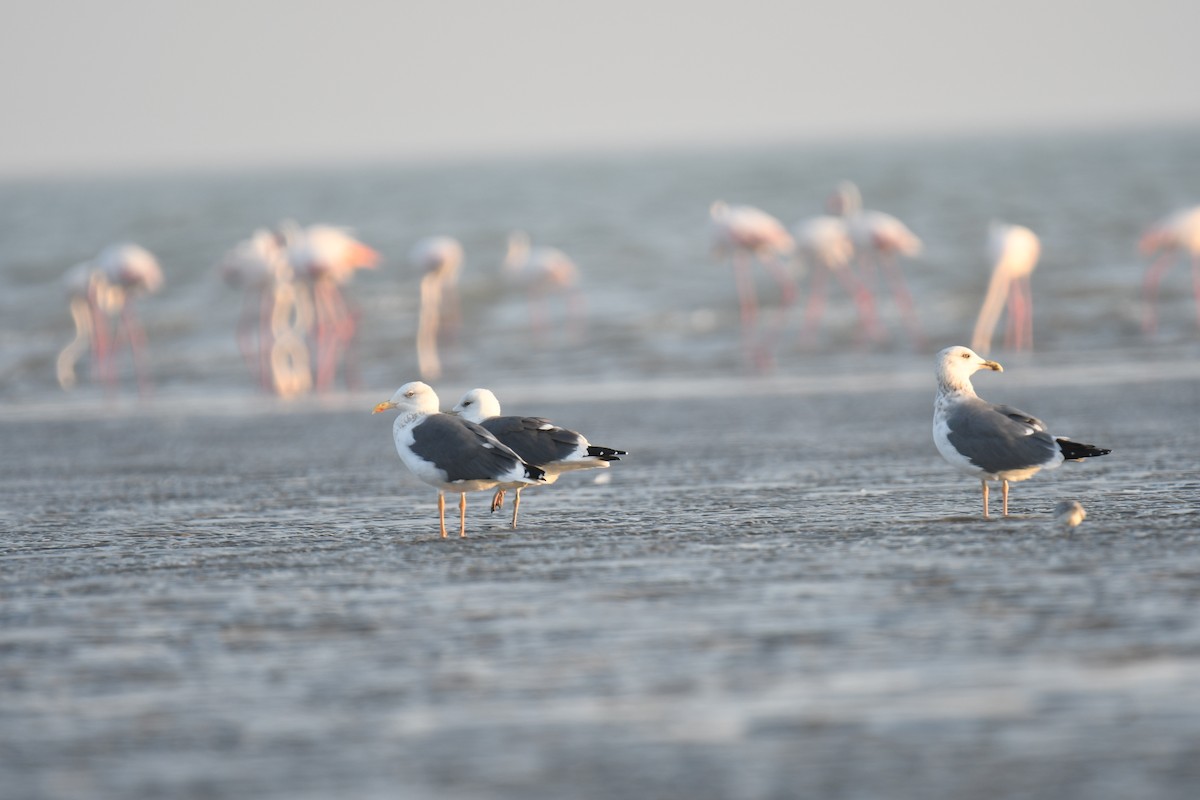 sildemåke - ML644511137