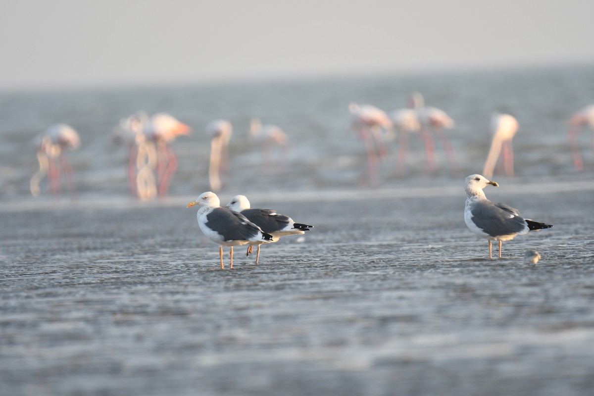 sildemåke - ML644511139