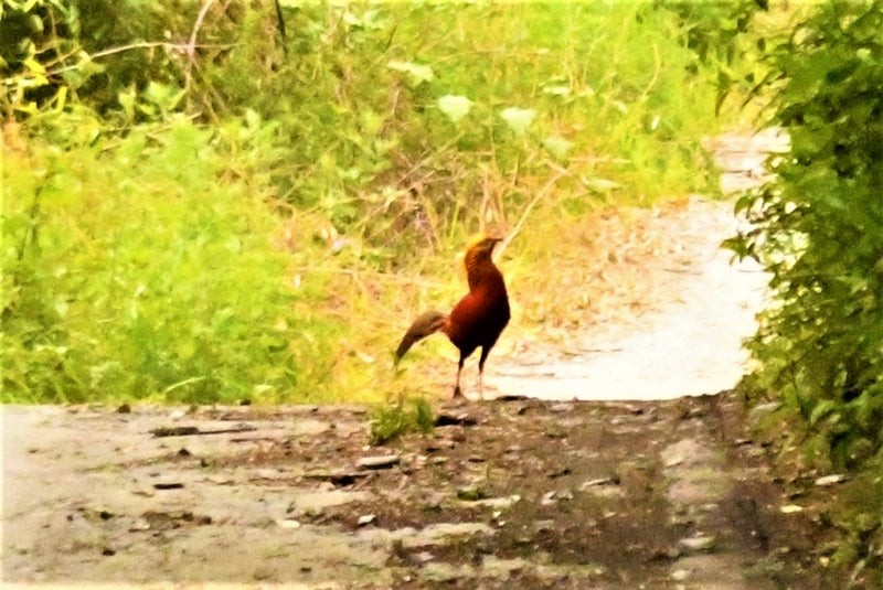 bažant zlatý - ML644511140