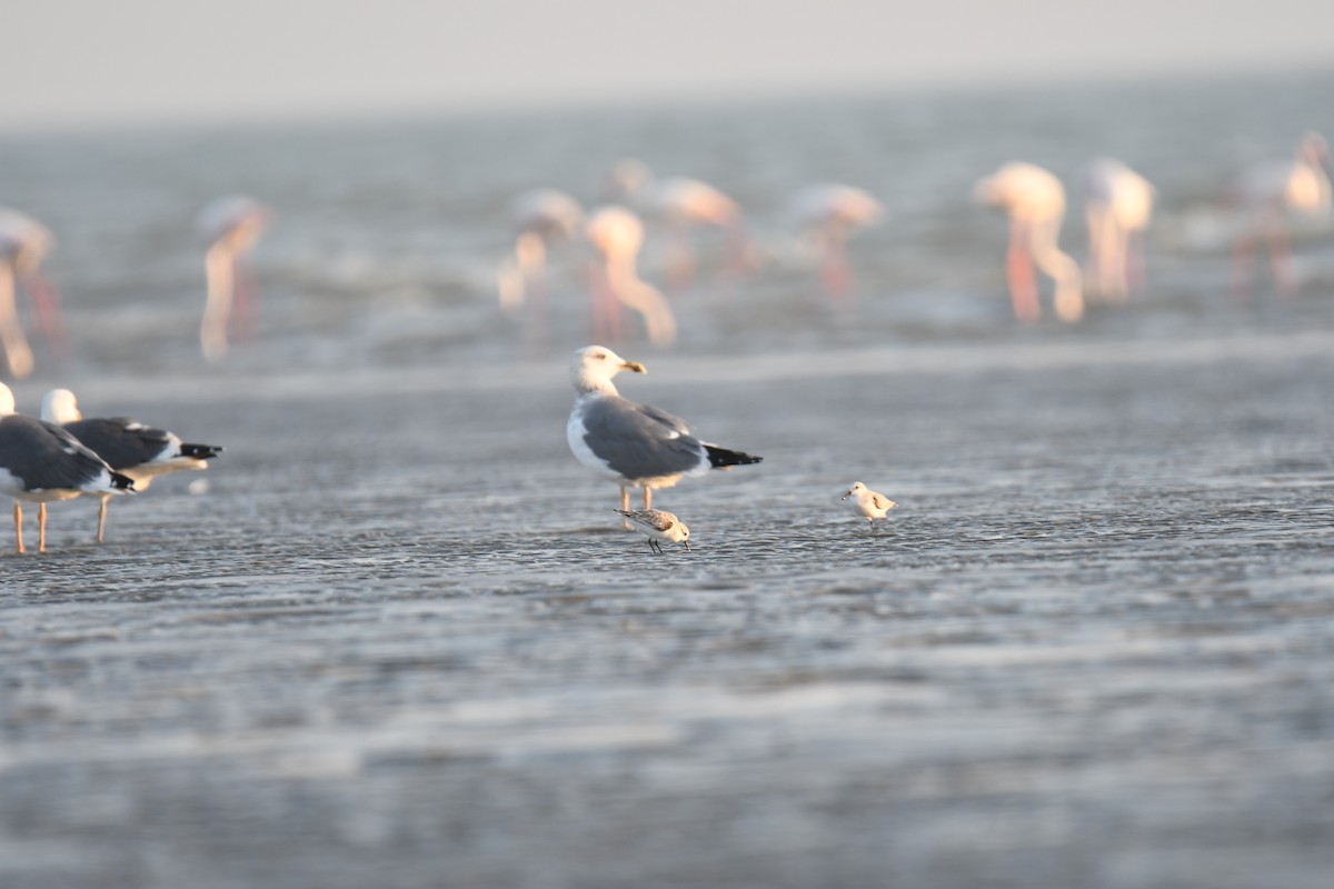 sildemåke - ML644511141