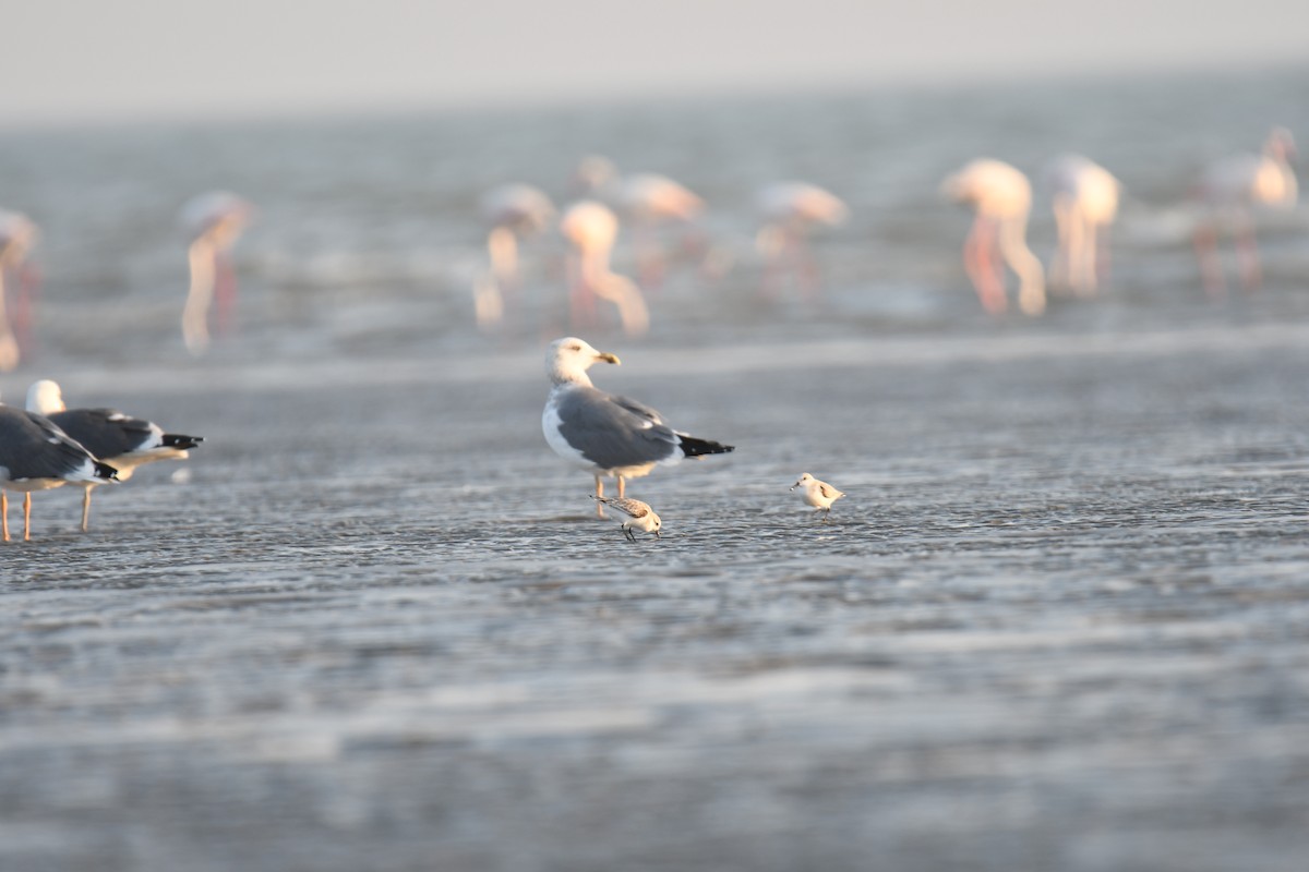 sildemåke - ML644511142