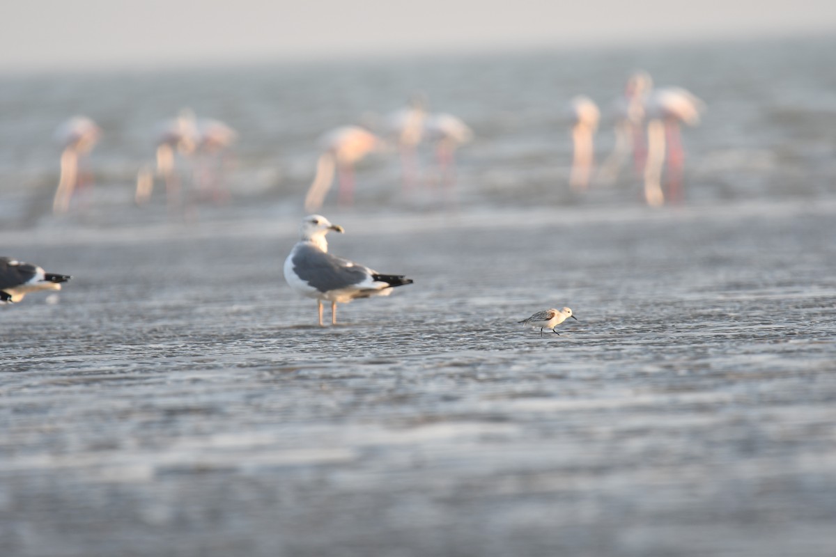 sildemåke - ML644511143