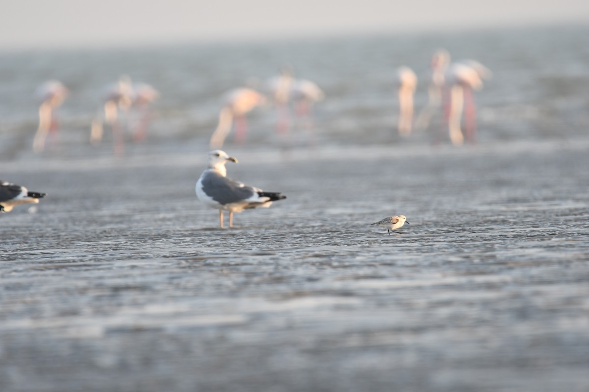 sildemåke - ML644511144