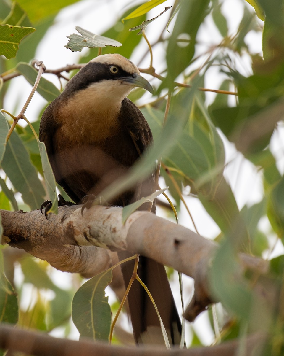 オーストラリアマルハシ - ML644511150