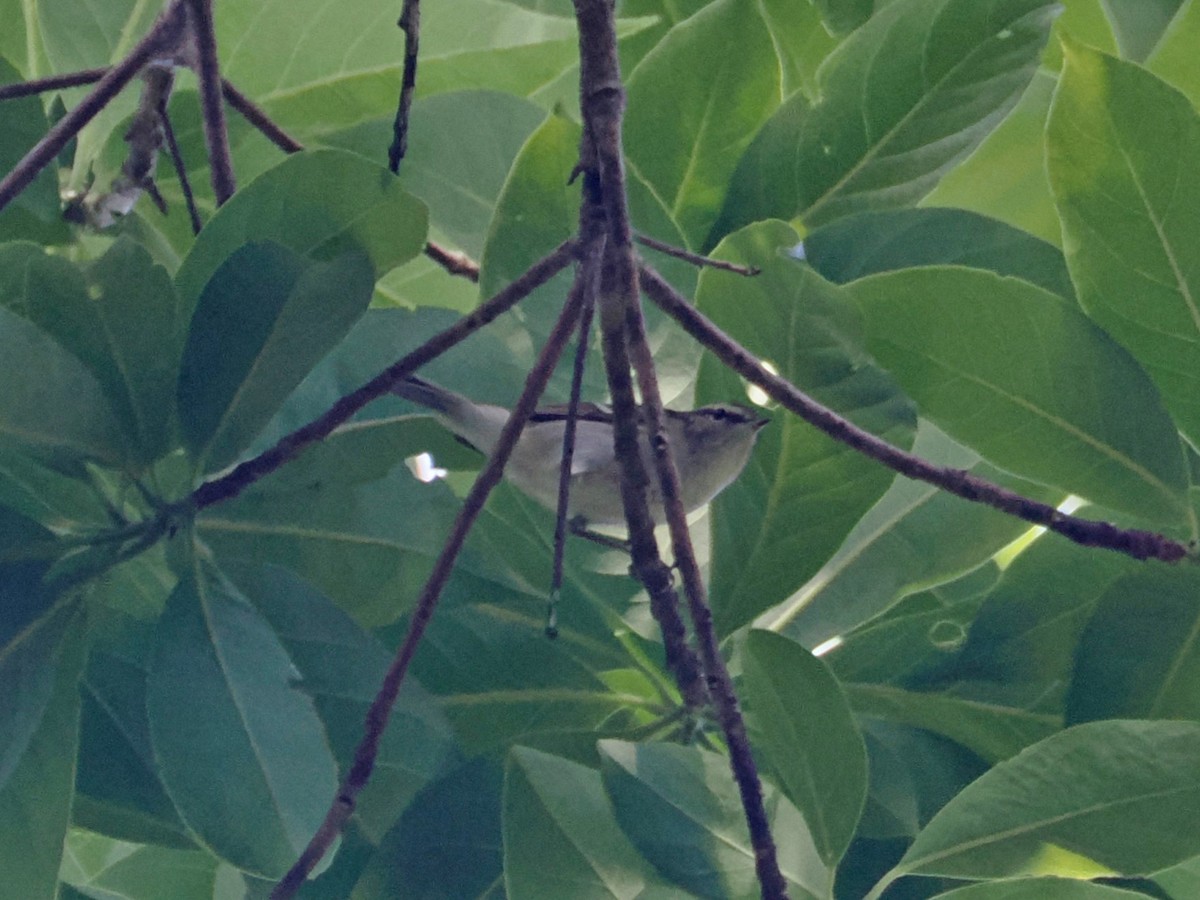 gulbrynsanger - ML644511151