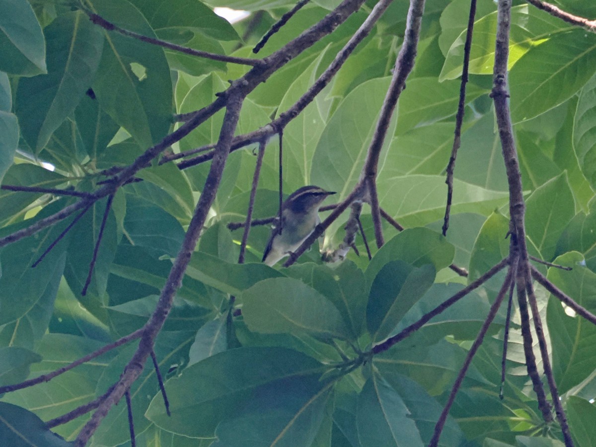 gulbrynsanger - ML644511152