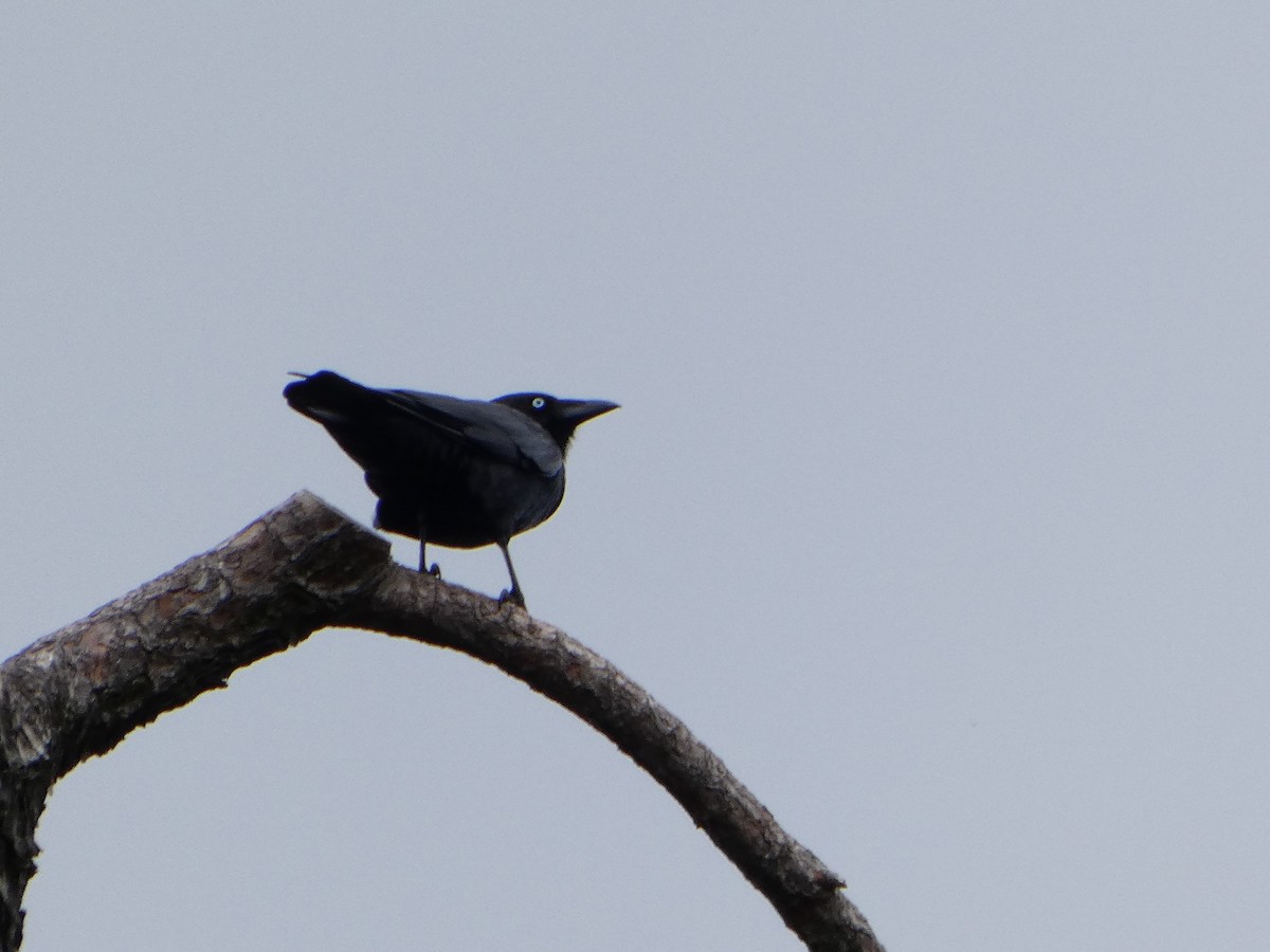 Австралийский ворон - ML644511154