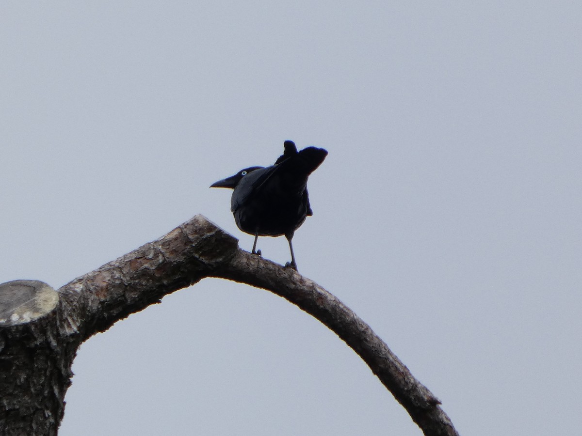 Австралийский ворон - ML644511155
