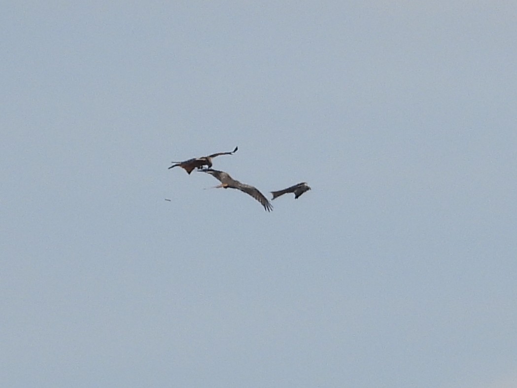 rødglente - ML644511157