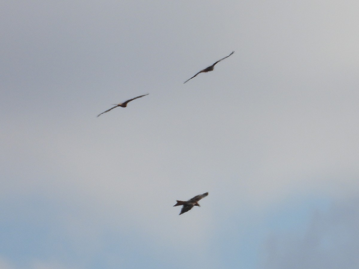 rødglente - ML644511159