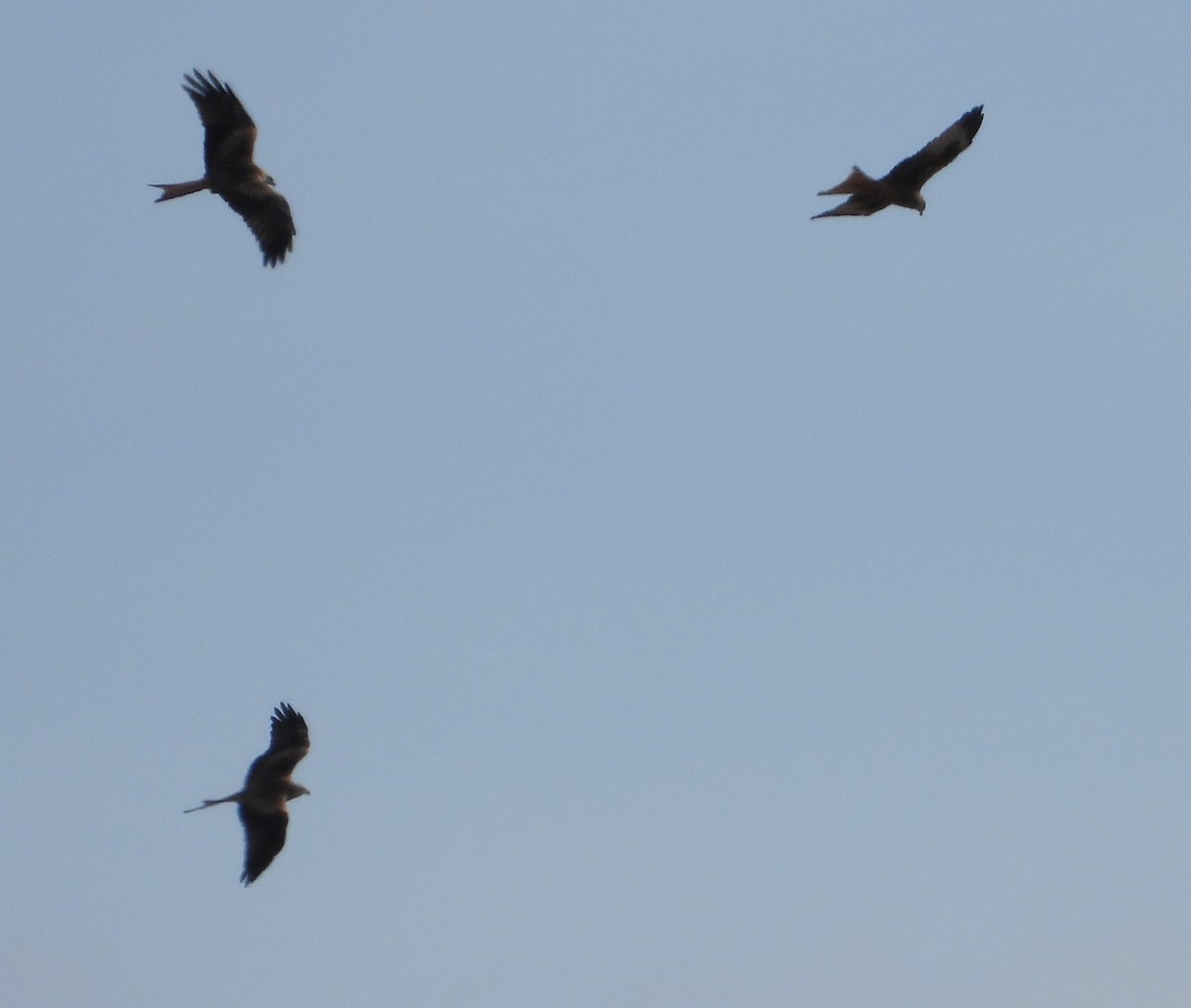 rødglente - ML644511160