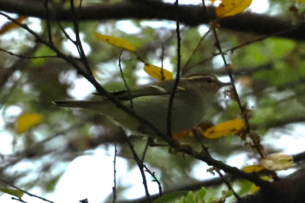 Pouillot à grands sourcils - ML644511161