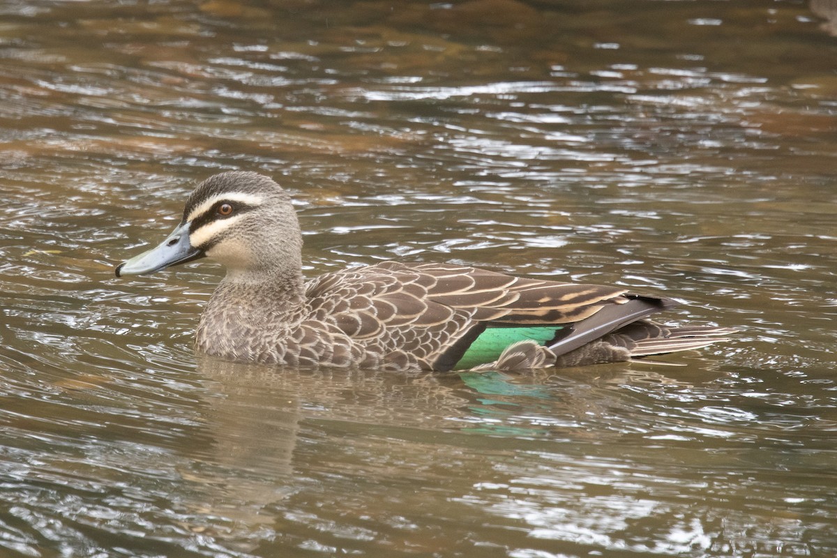 マミジロカルガモ - ML644511162