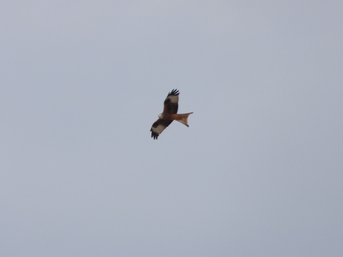 rødglente - ML644511163