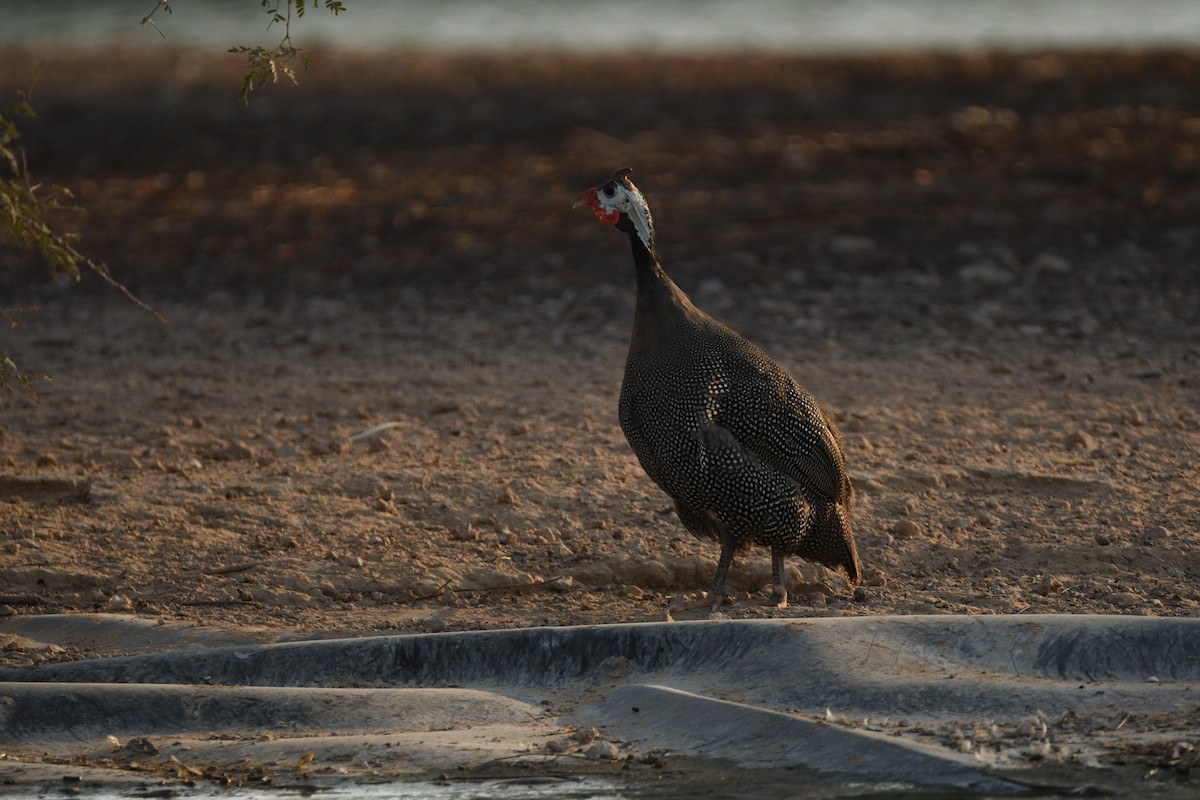 ホロホロチョウ - ML644511164