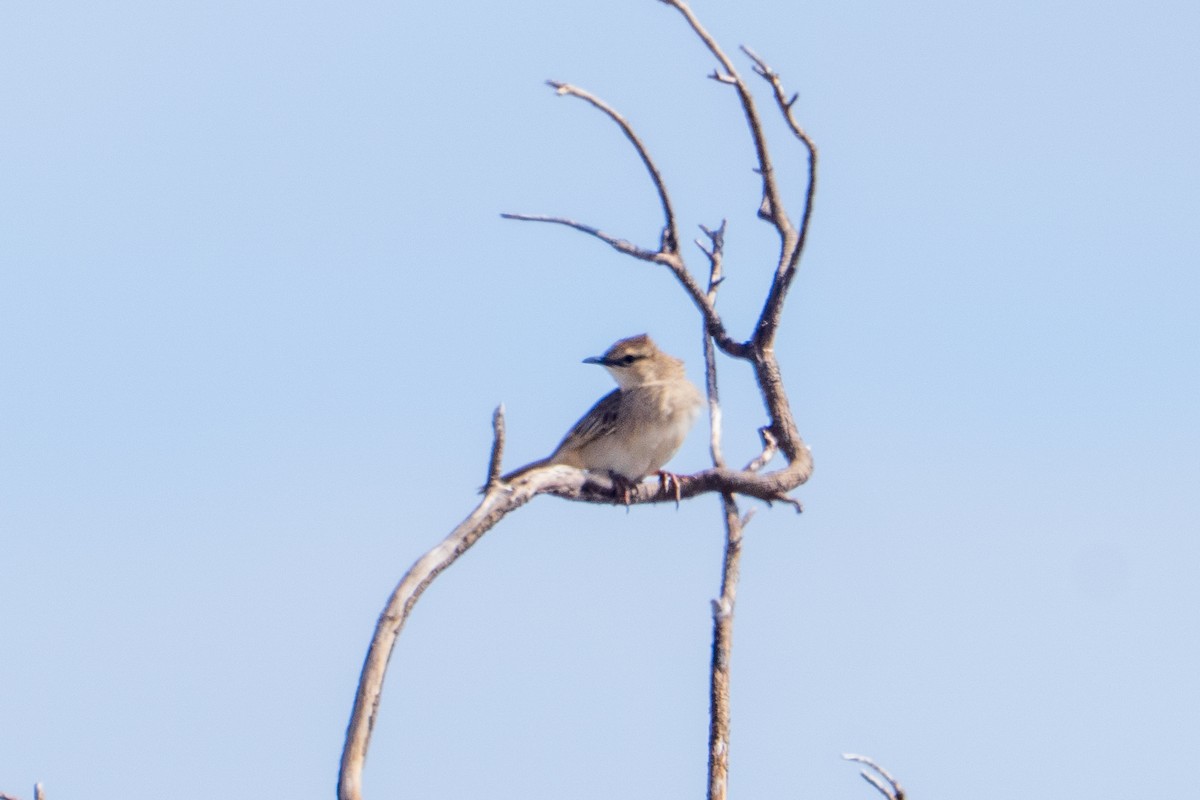 rustgumplerkesanger - ML644511165