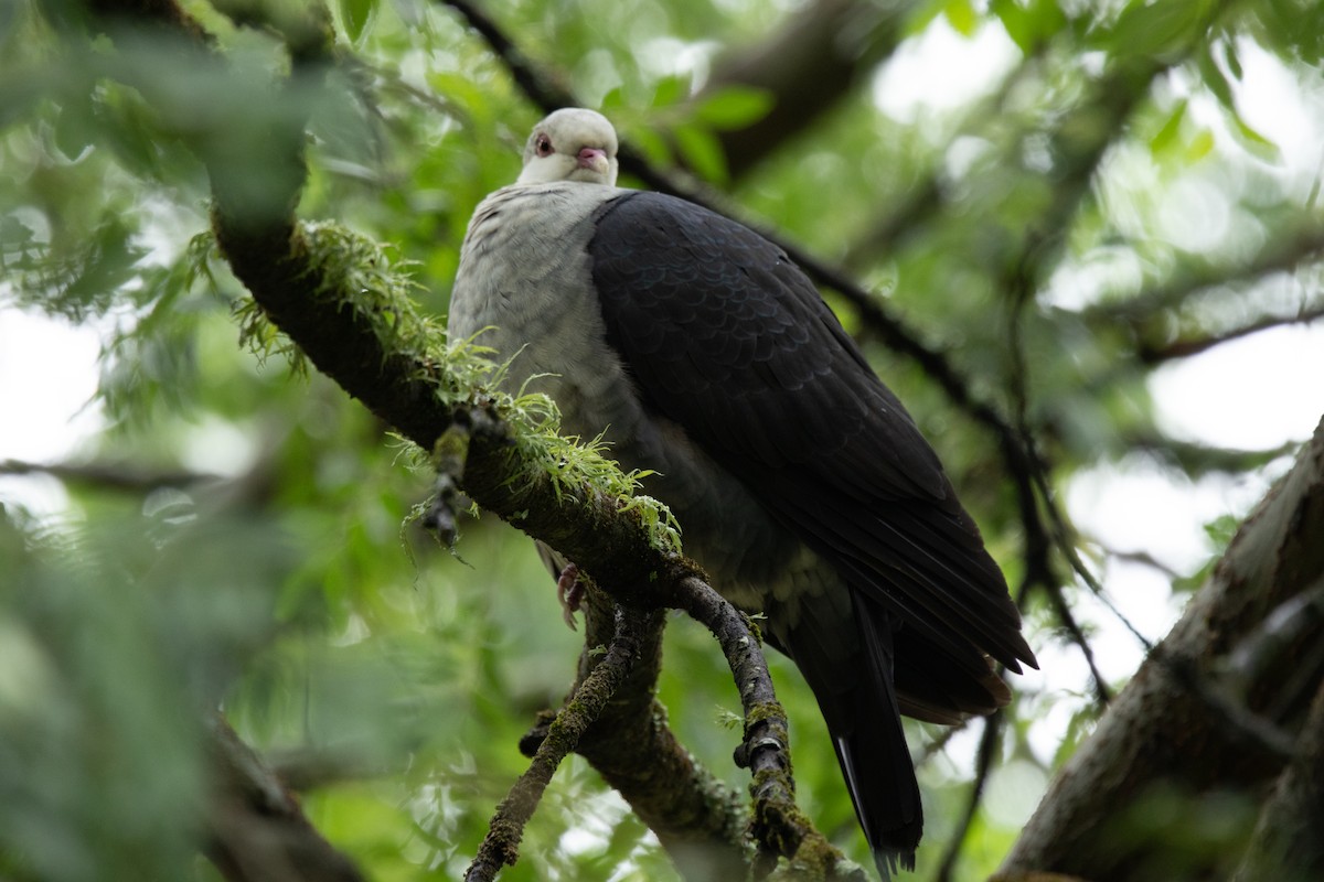 holub běloprsý - ML644511172