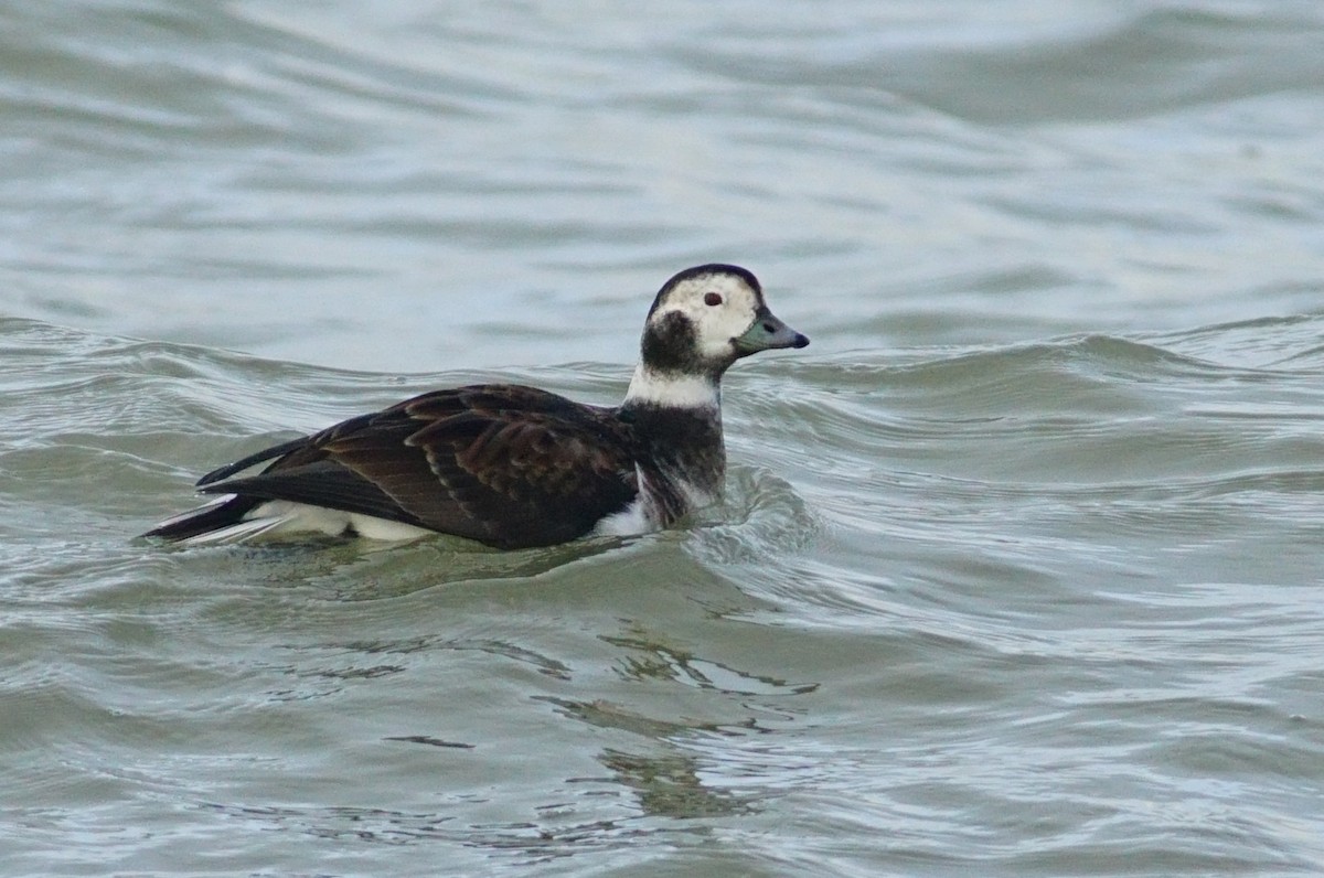 Long-tailed Duck - ML644511177