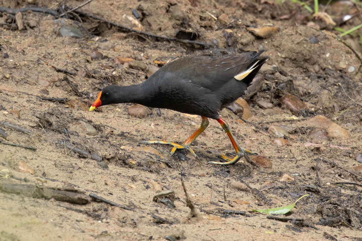 Dusky Moorhen - ML644511178