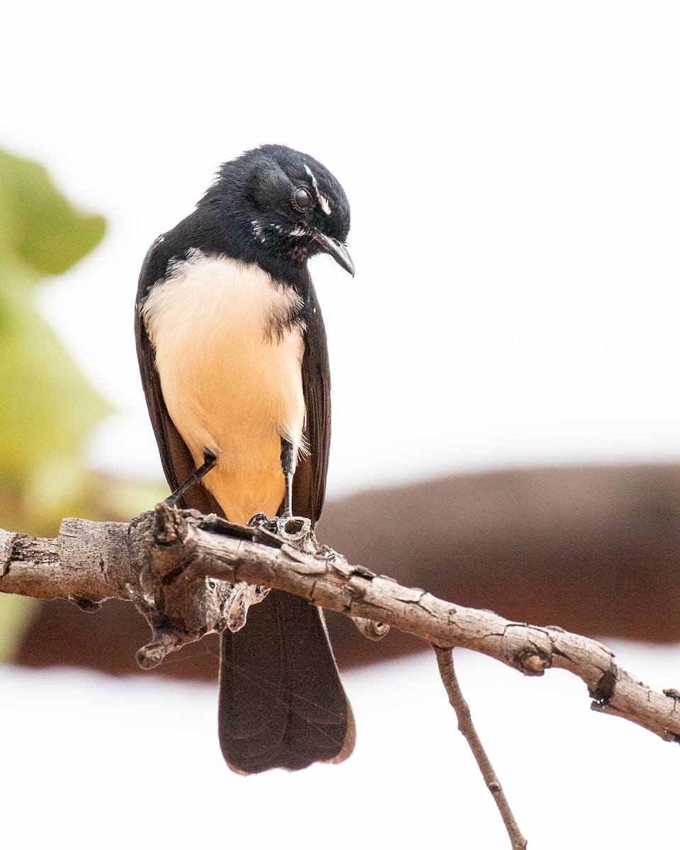 Willie-wagtail - ML644511179