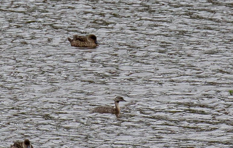 Haarschopftaucher - ML644511204