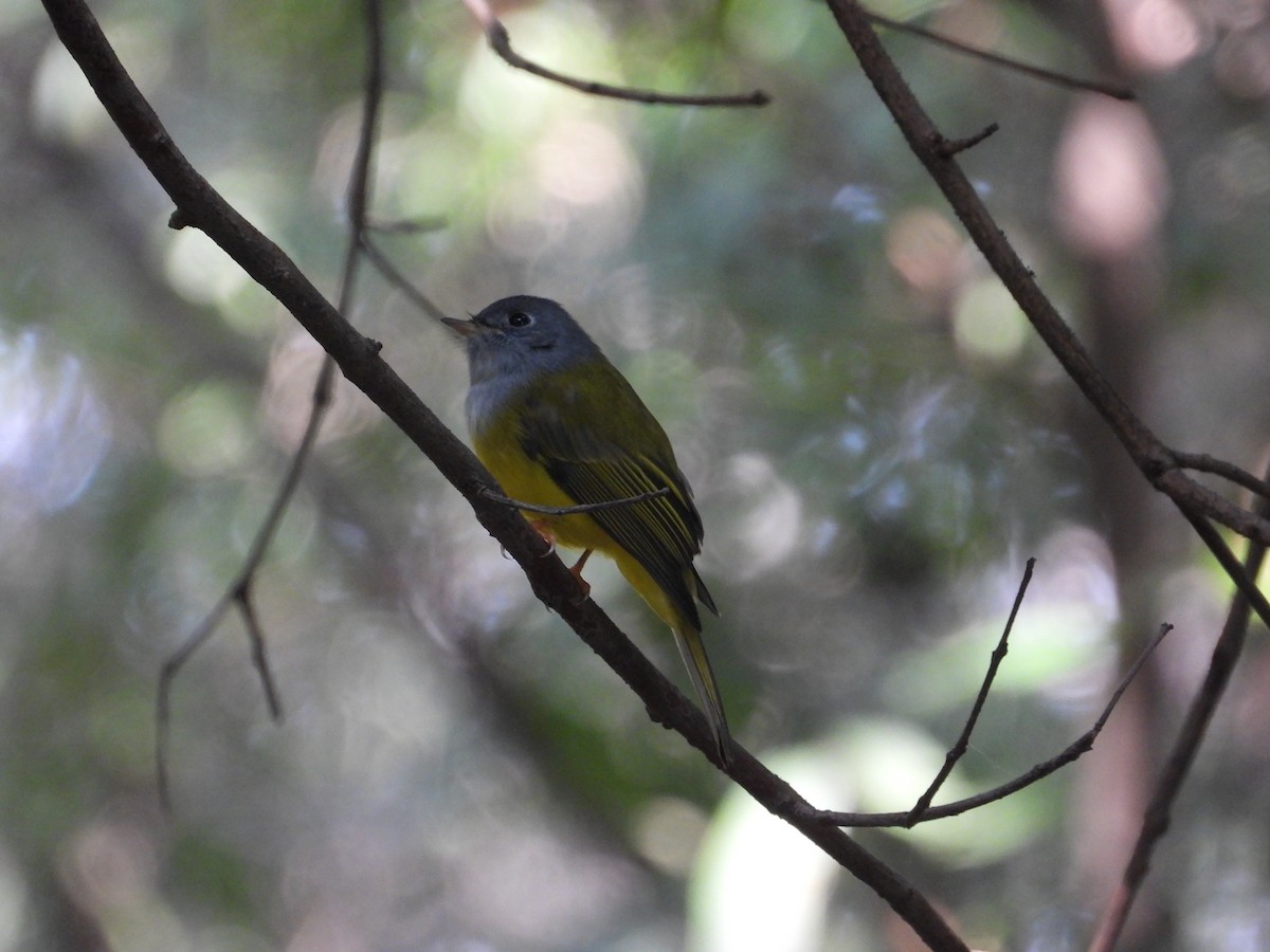 Gray-headed Canary-Flycatcher - ML644511212