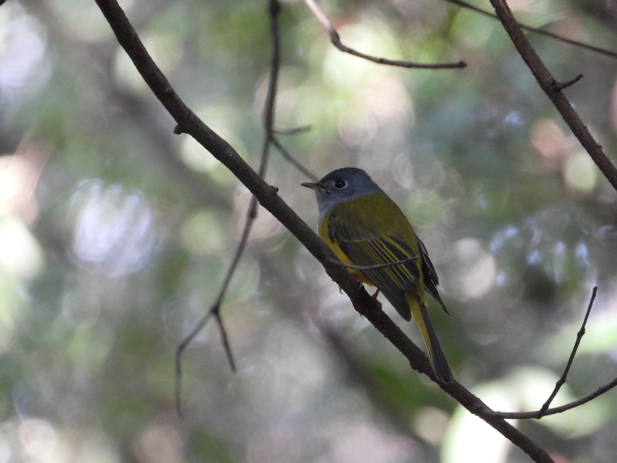 Gray-headed Canary-Flycatcher - ML644511213