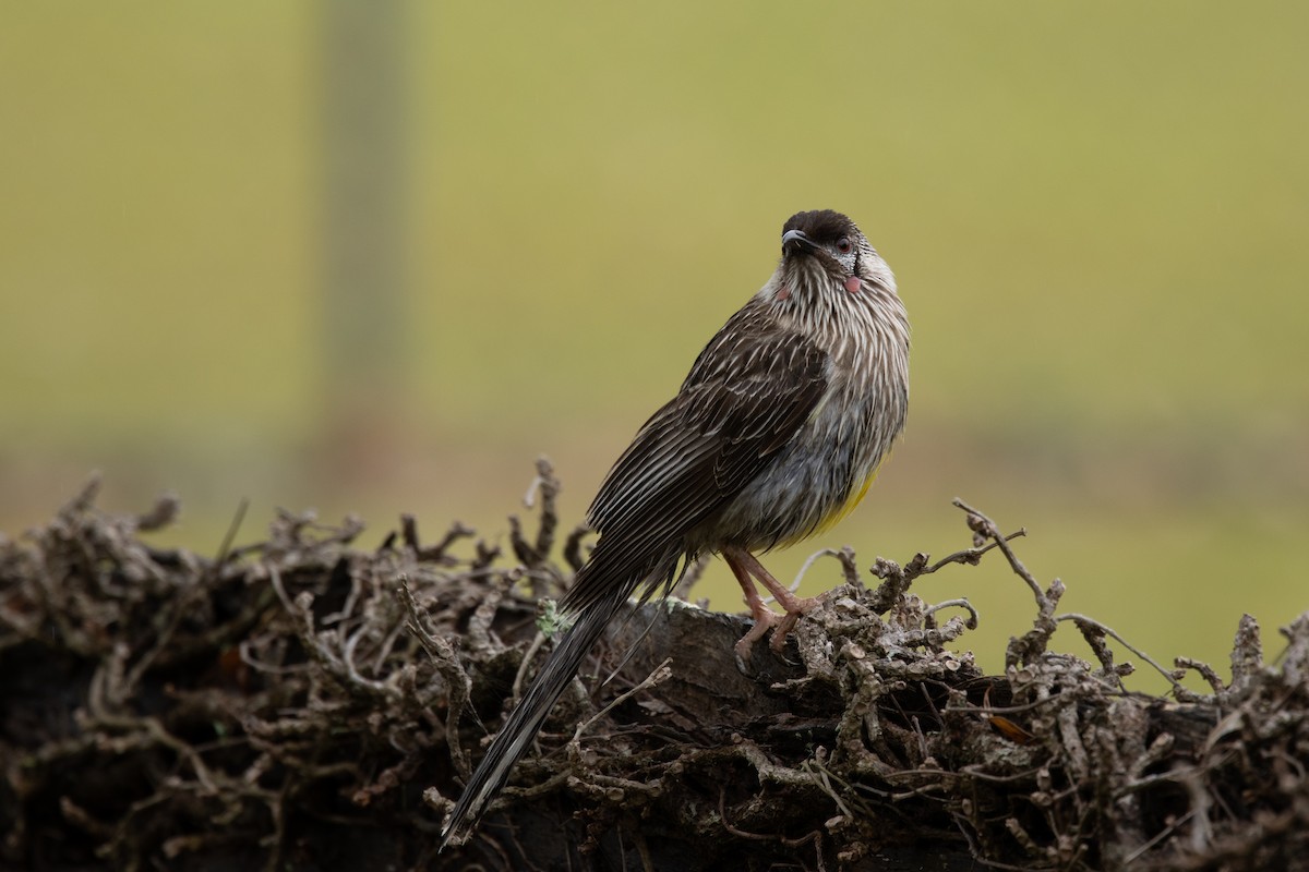 Red Wattlebird - ML644511215