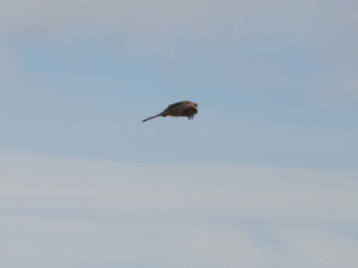 Eurasian Kestrel - ML644511220