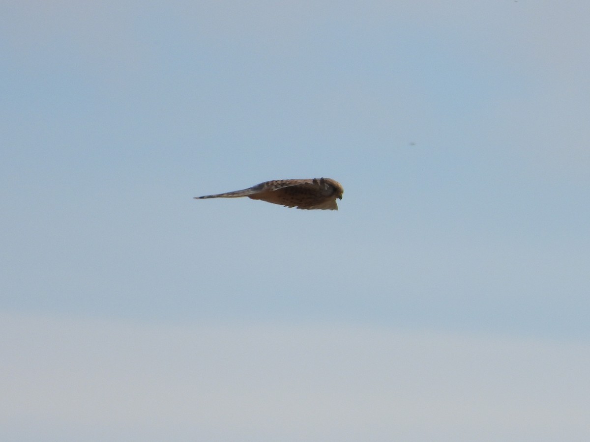 Eurasian Kestrel - ML644511221