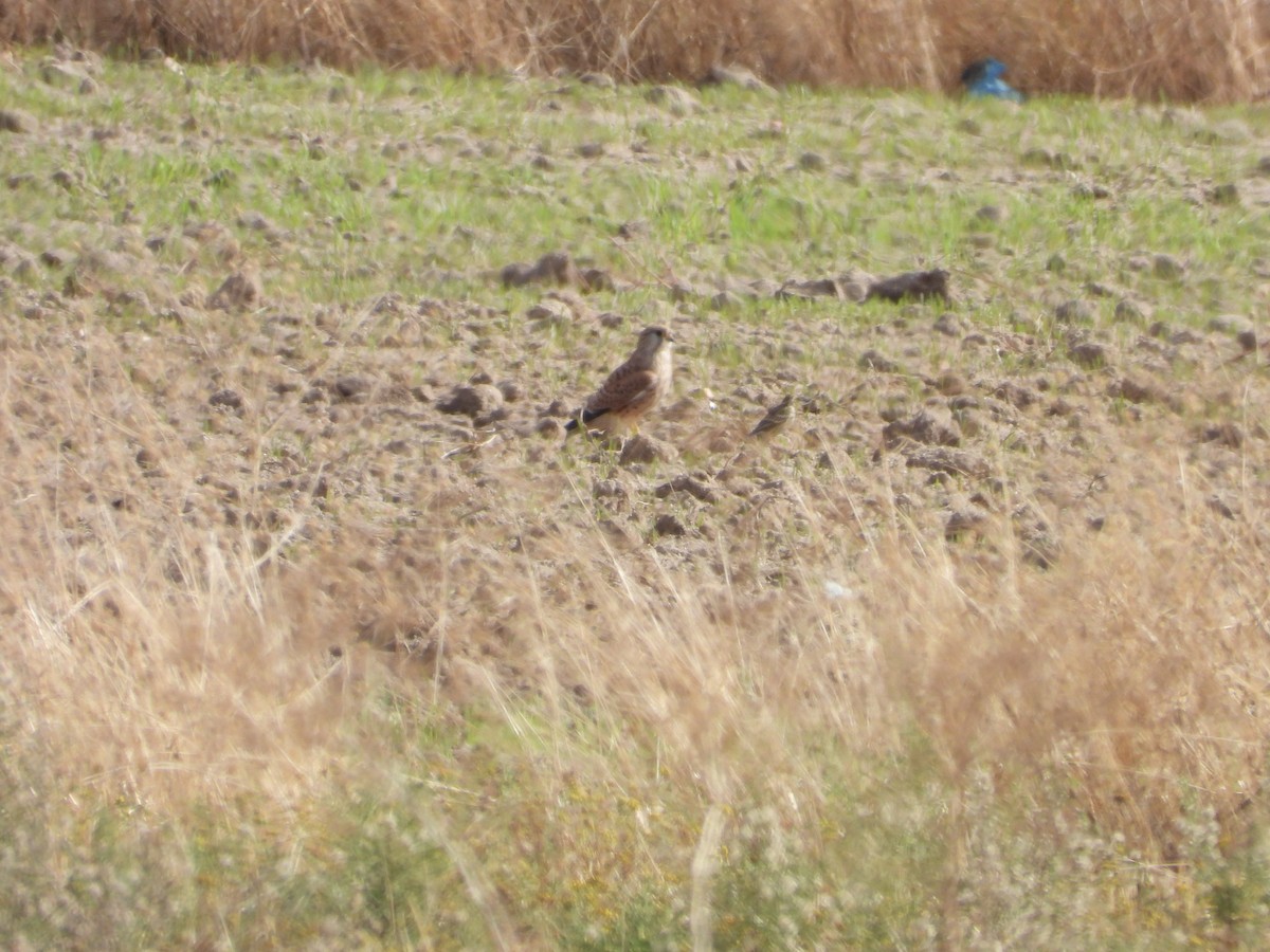 Eurasian Kestrel - ML644511223