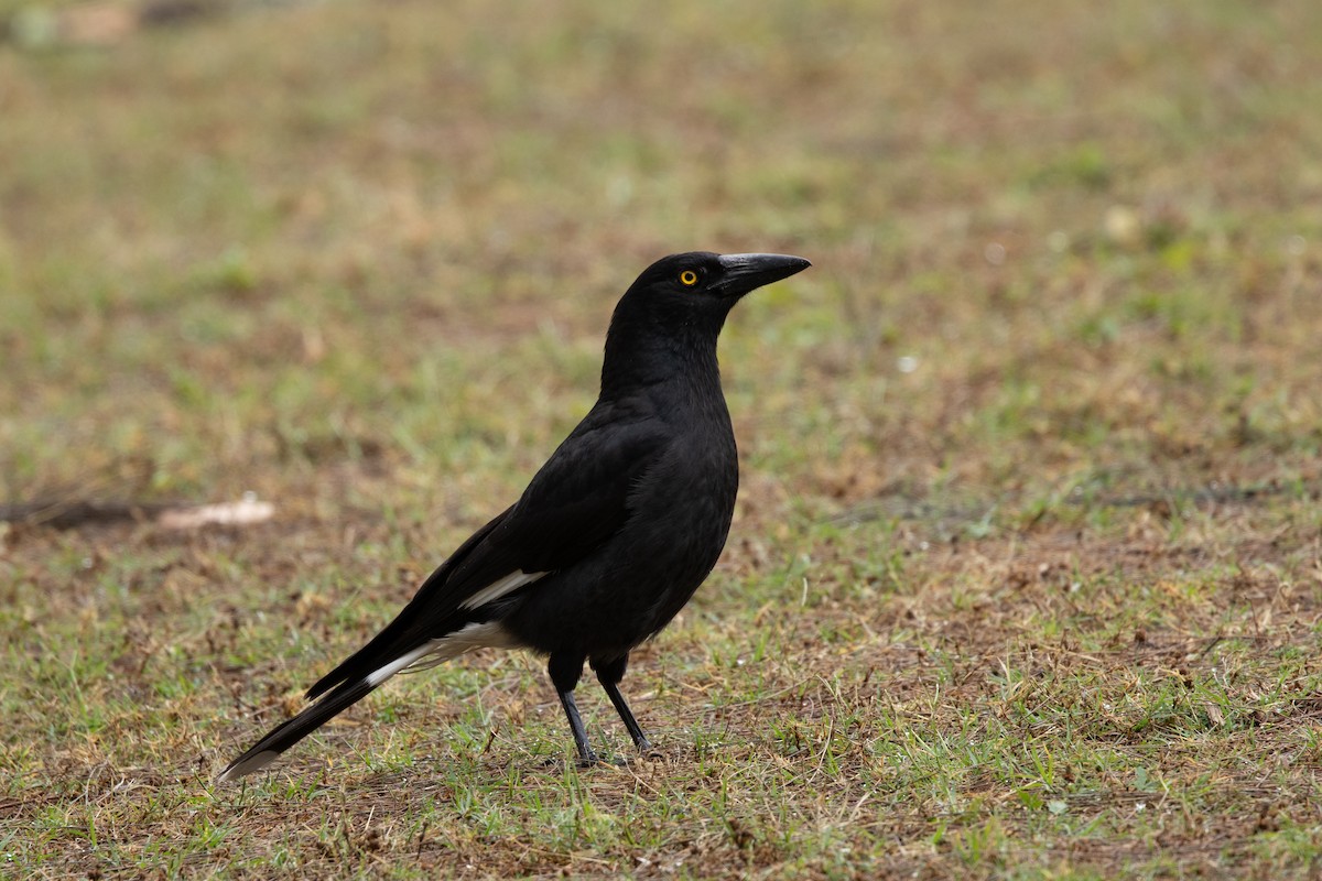 フエガラス - ML644511229