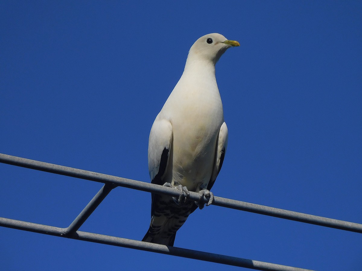 Torresian Imperial-Pigeon - ML644511230