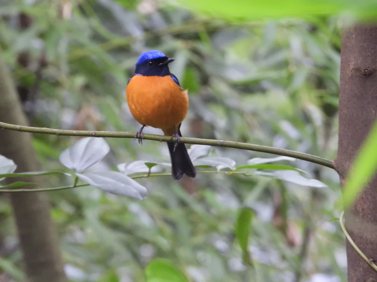 Rufous-bellied Niltava - ML644511233