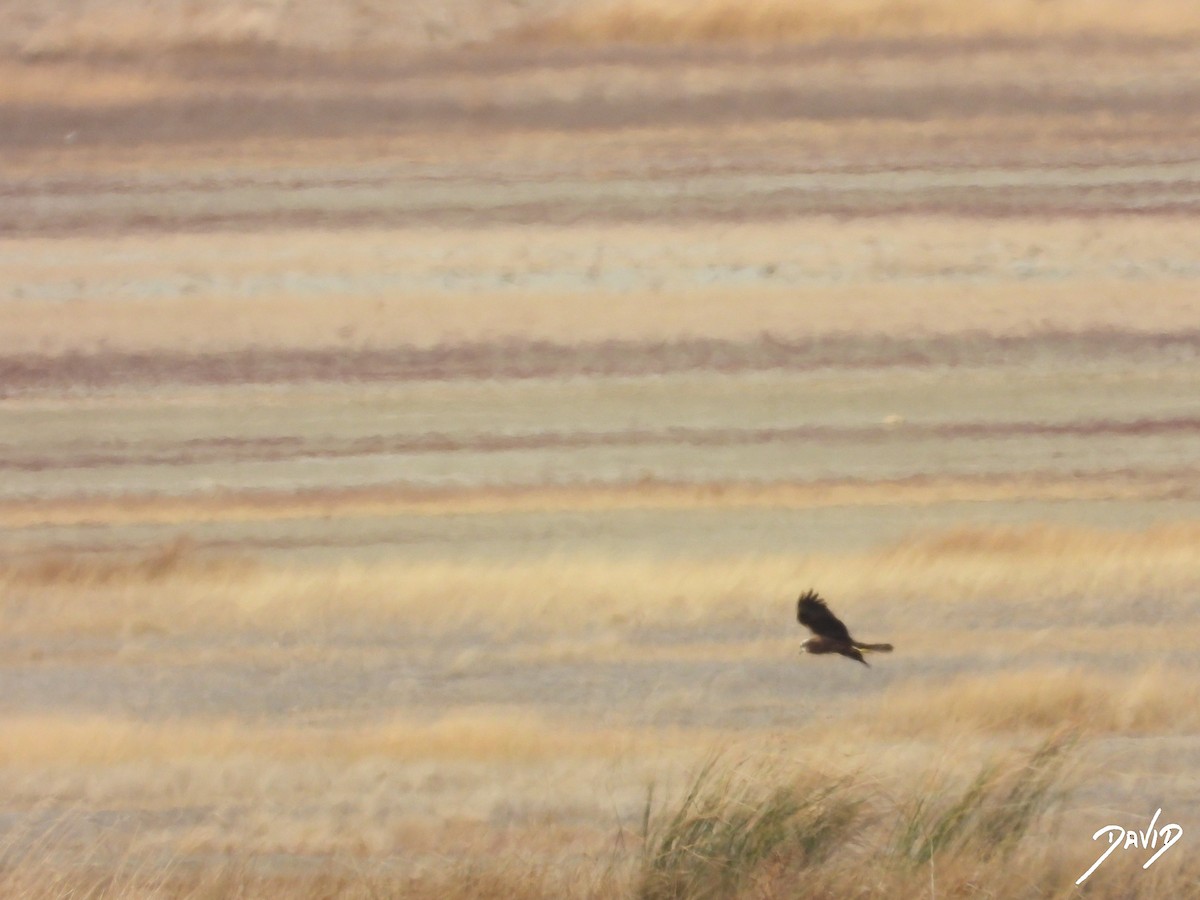 Aguilucho Lagunero Occidental - ML644511234