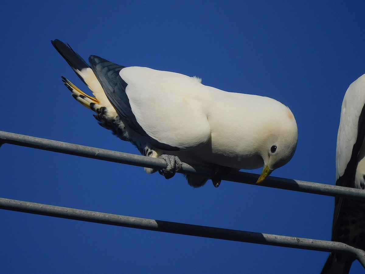 Torresian Imperial-Pigeon - ML644511235