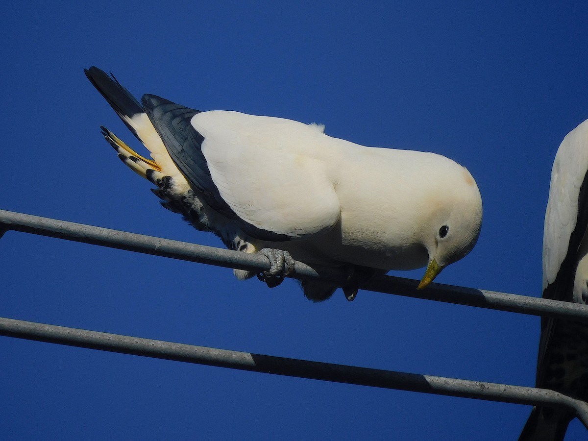 Torresian Imperial-Pigeon - ML644511236