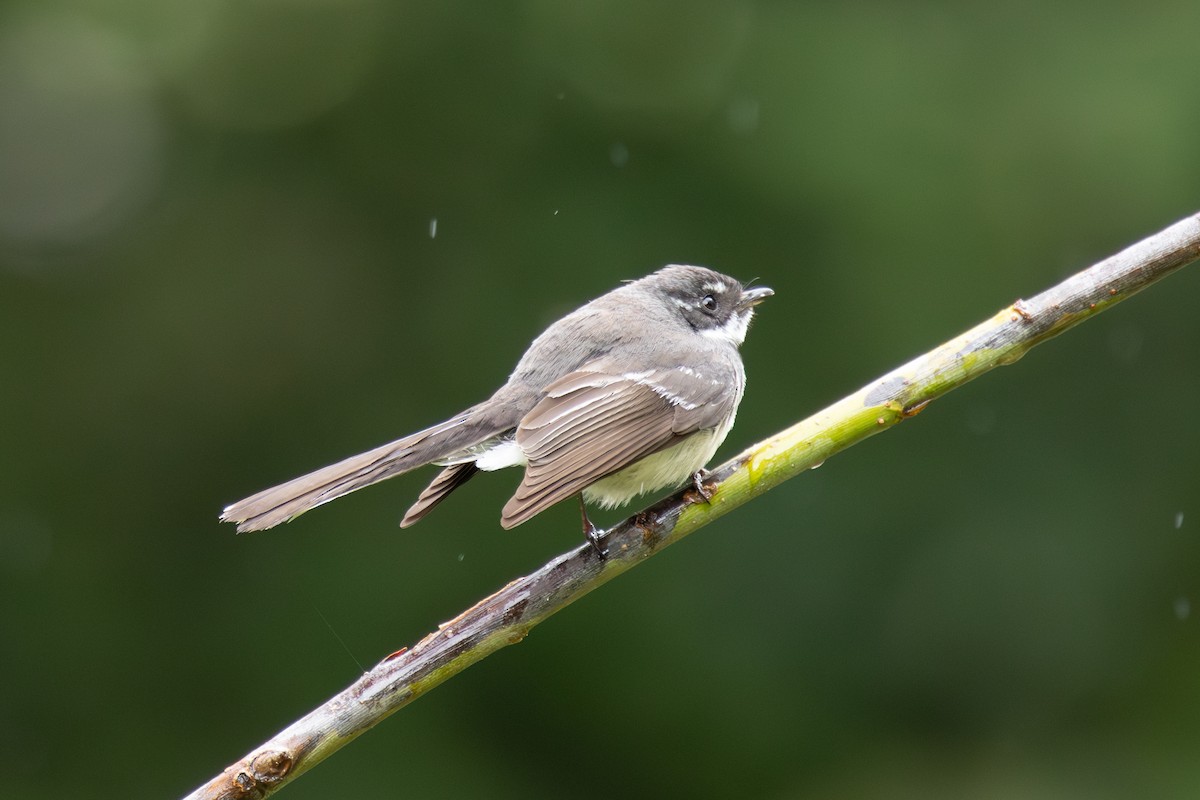 Gray Fantail (alisteri) - ML644511237