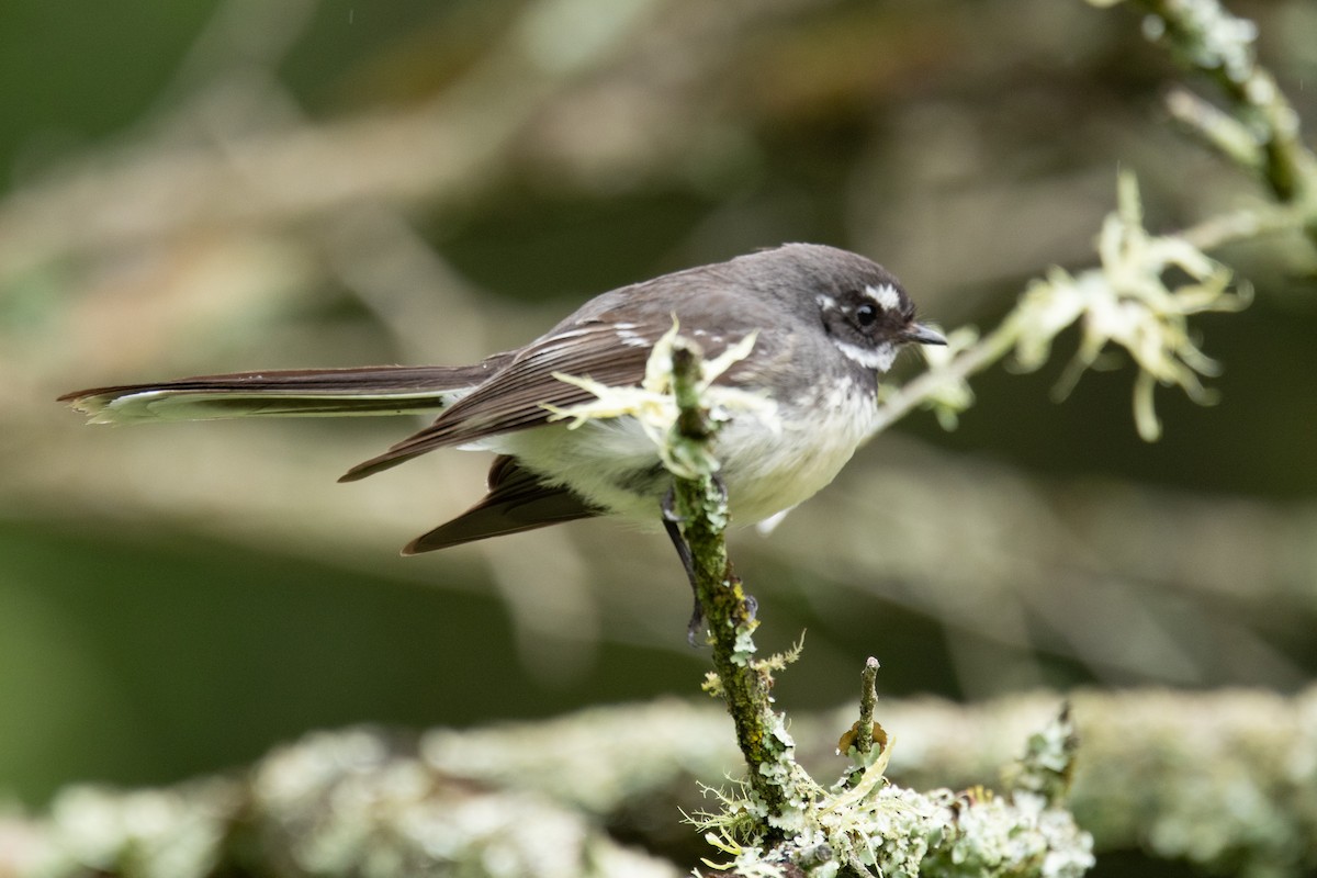 Gray Fantail (alisteri) - ML644511238