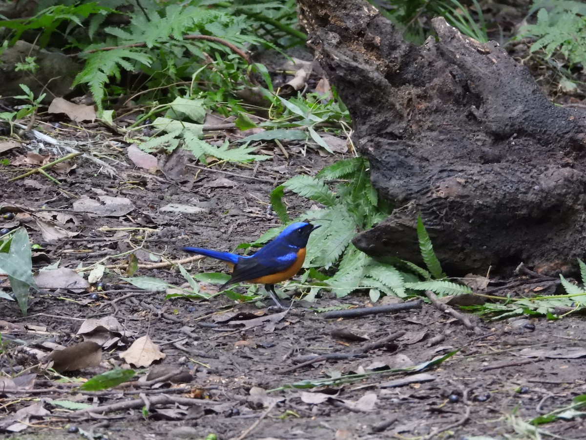 Rufous-bellied Niltava - ML644511242