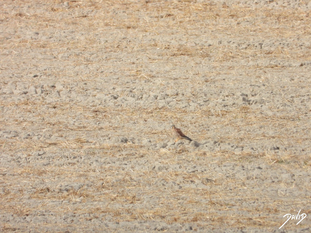 Eurasian Kestrel - ML644511243