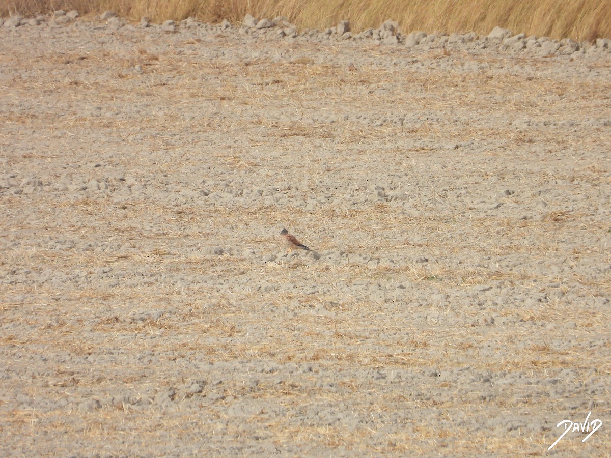 Eurasian Kestrel - ML644511244