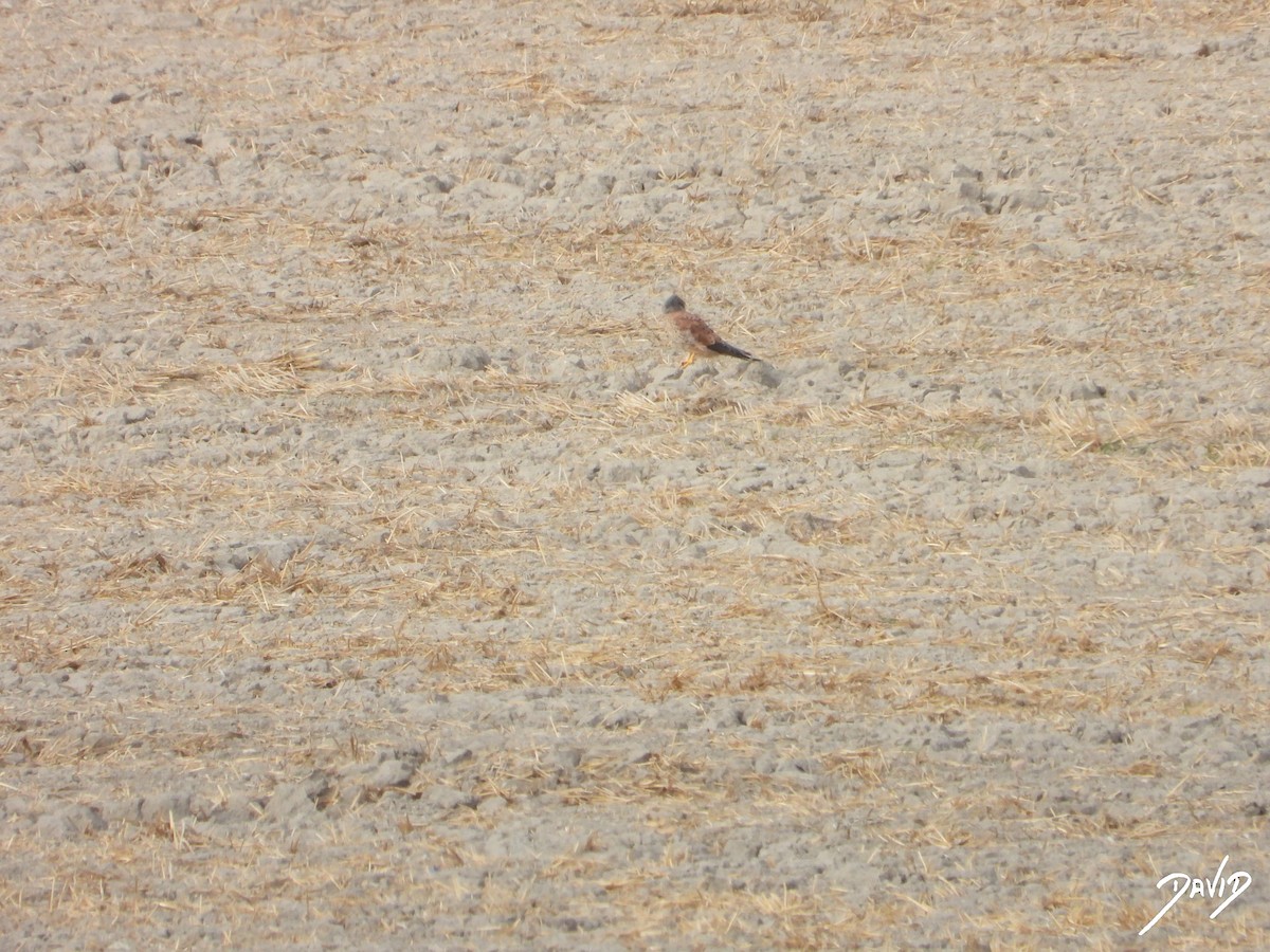 Eurasian Kestrel - ML644511245