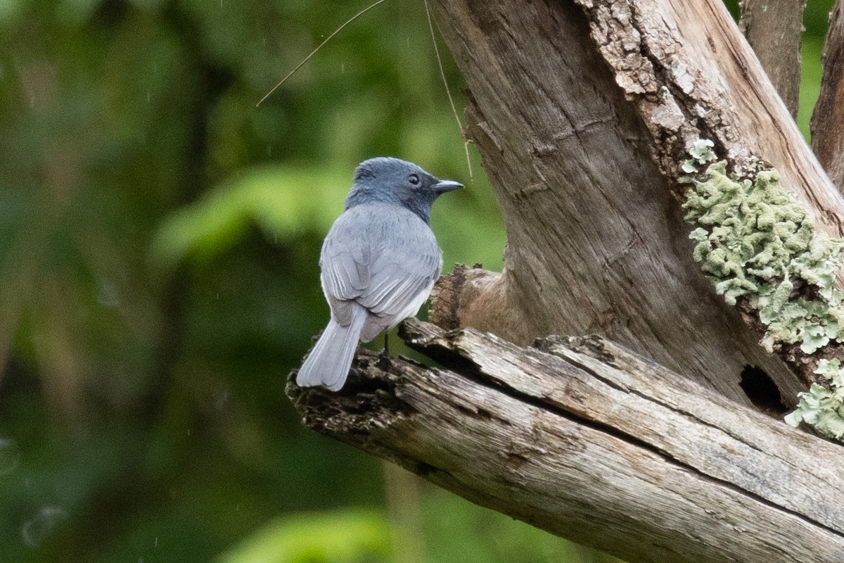 Leaden Flycatcher - ML644511246