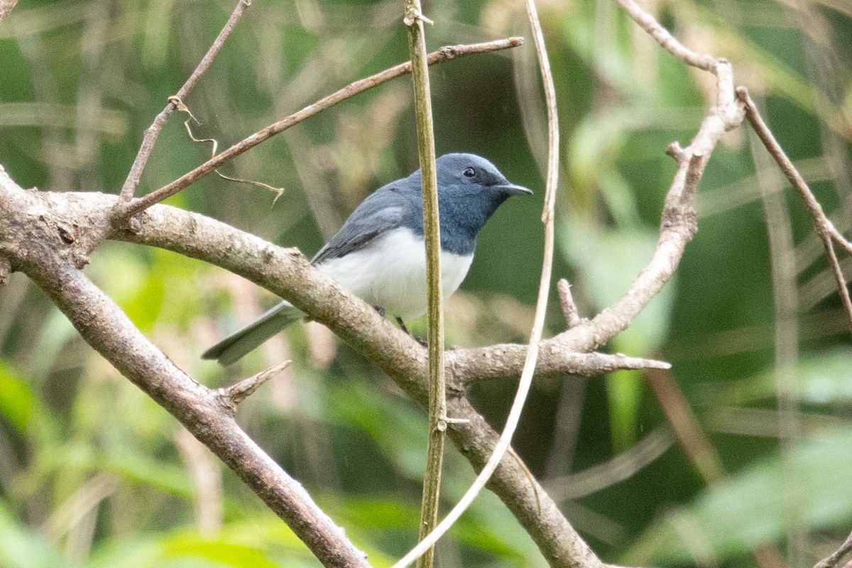 Leaden Flycatcher - ML644511247