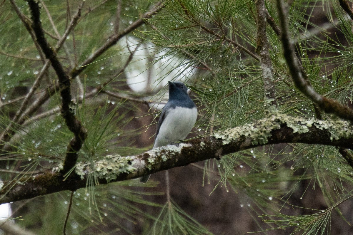 Leaden Flycatcher - ML644511248