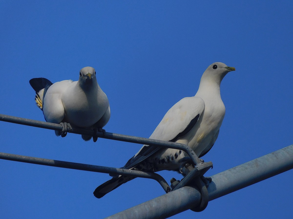 Torresian Imperial-Pigeon - ML644511253