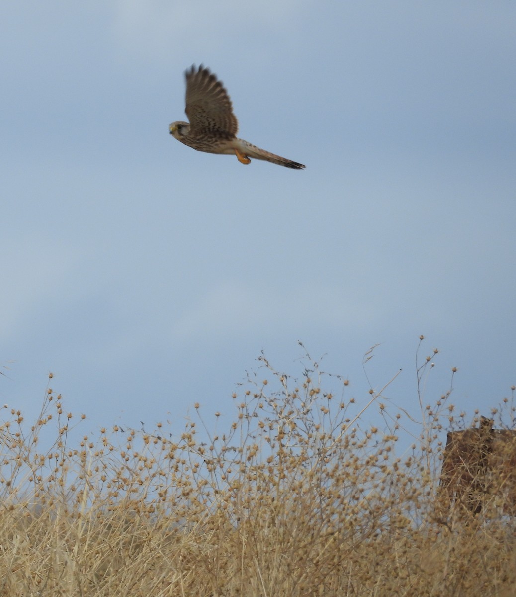 Eurasian Kestrel - ML644511256