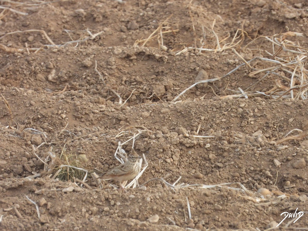 Haubenlerche - ML644511265